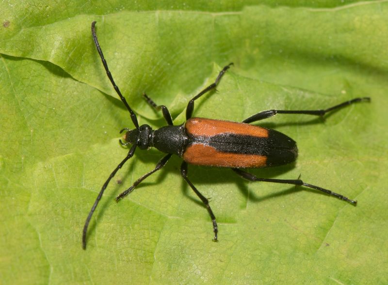 Hsthaga Halland 11.6-22