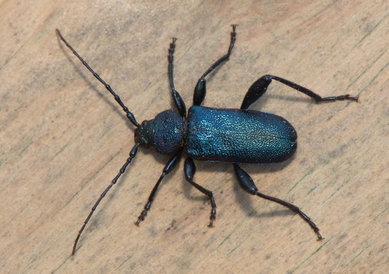 Sbytorp Vstmanland 25.6-22