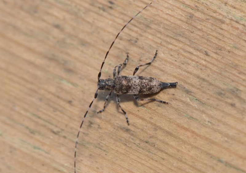 Sbytorp vstmanland 25.6-22