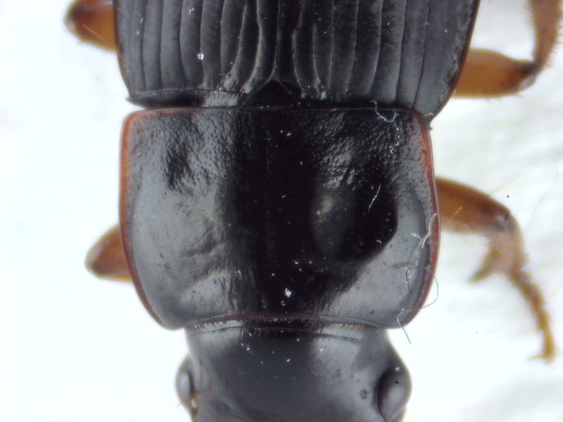 Hjrne Halland 27.3-22