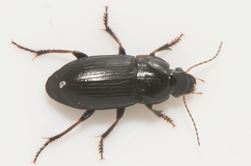 Ravlunda Skne 23.5-22 7,8-mm