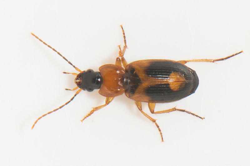 Fogeldammen Halland 27.2-33