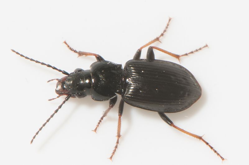 Haverdal Halland 7.8-22