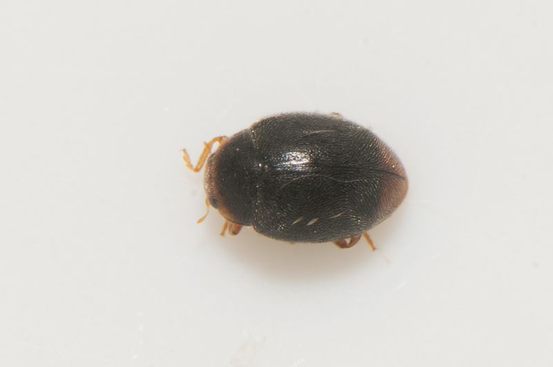 Holmagrde Halland 15.5-22