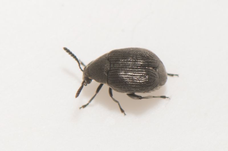 Skrs udde Halland 25.1-22