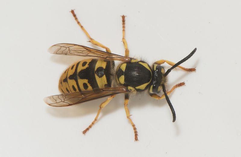 Varberg Halland 9.5-23 female