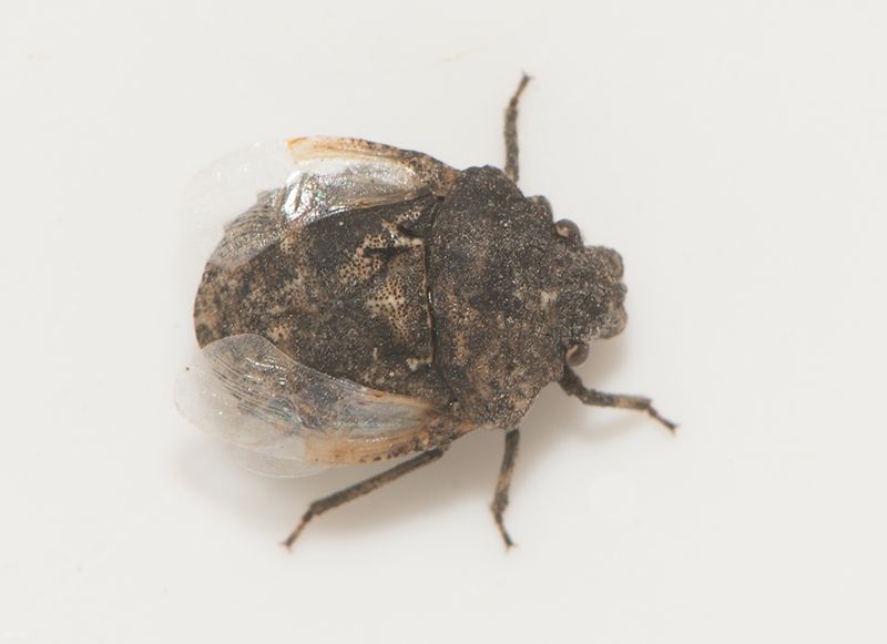 Hamra Halland 23.4-23 dark morph