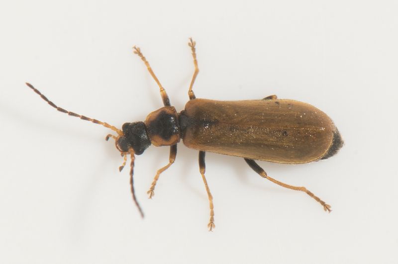 sterngsvgen Halland 17.6-22  5,8 mm