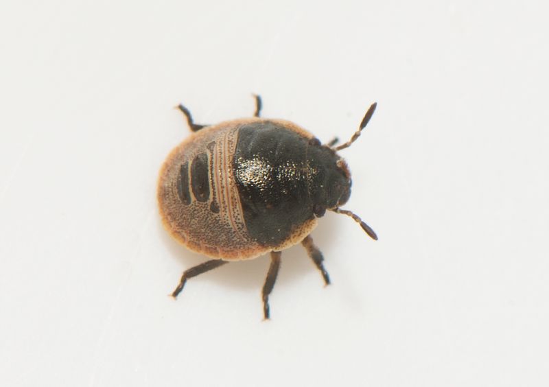 Eurygaster maura ( Torrgrsbrfis )
