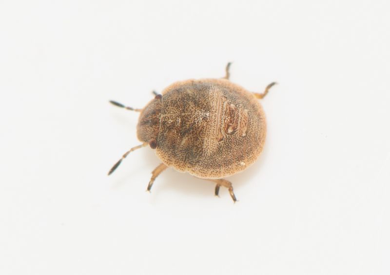 Eurygaster maura ( Torrgrsbrfis )