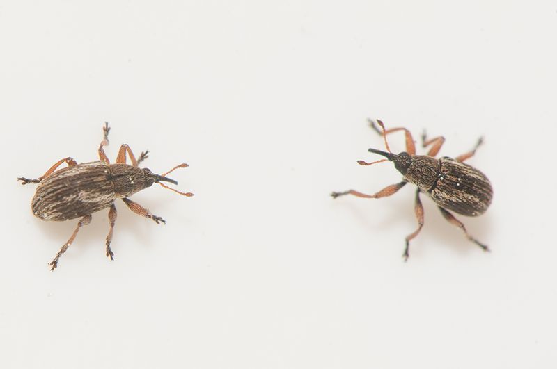 Massa Harris Skne 23.5-22