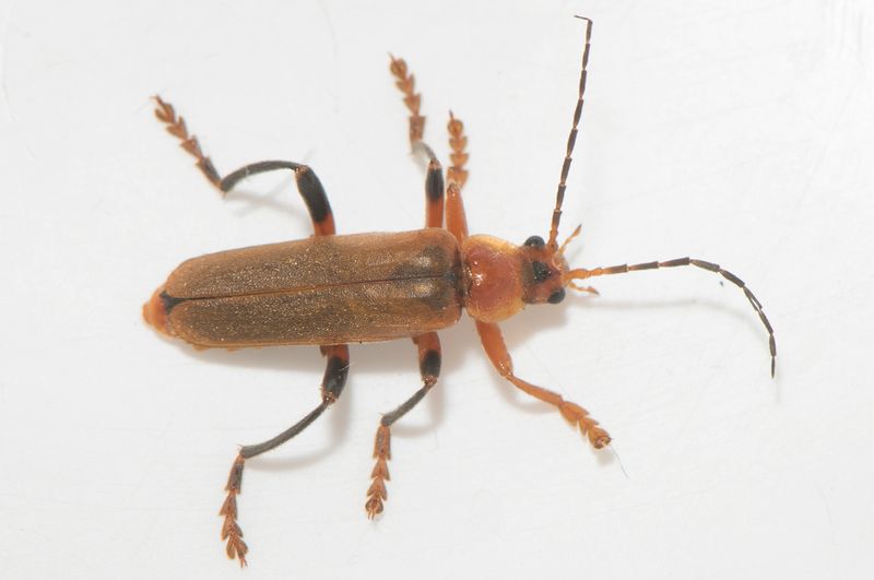 Varberg Halland 4.6-33