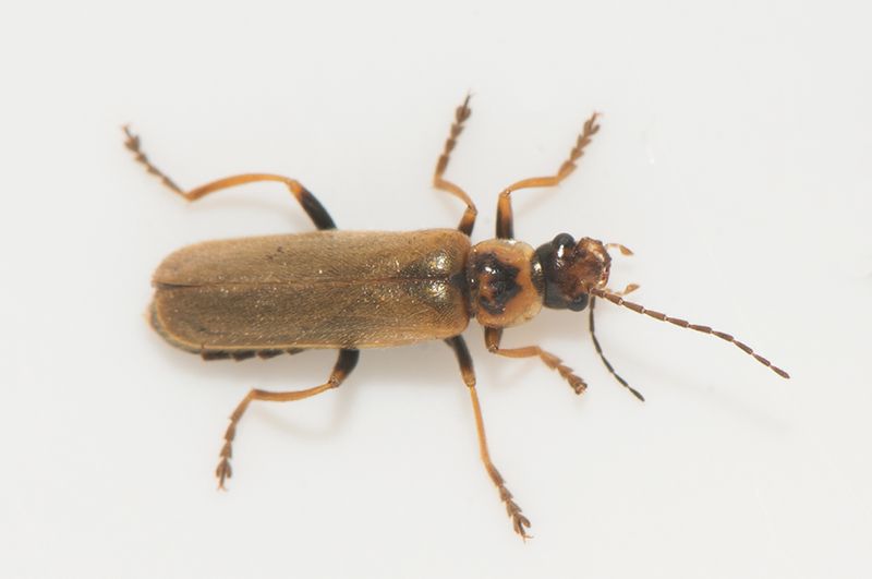 Byaberget Halland 17.7-22