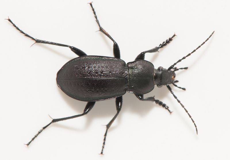 rnshalvn Halland 19.6-23 nr 1