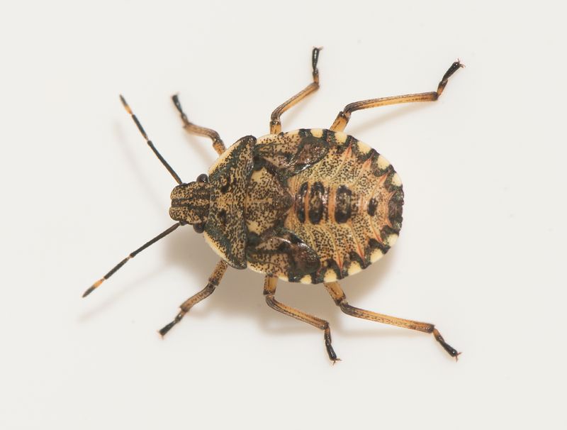 Arma custos ( Strre rovbrfis )