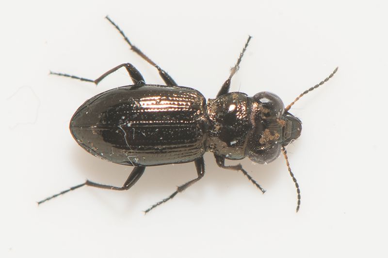 Tjrbydammen Halland 1.5-22