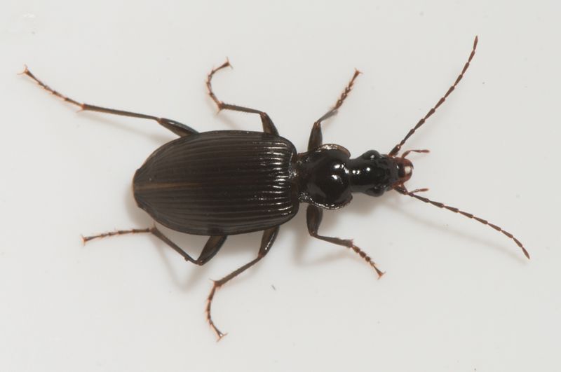 n Vegeholm Skne 7.8-22 10,1 mm