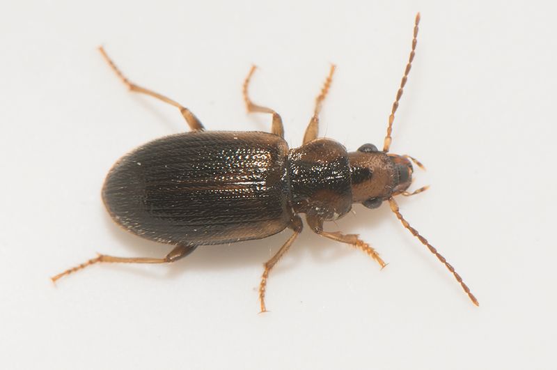 Toftens Bohusln 20.8-22