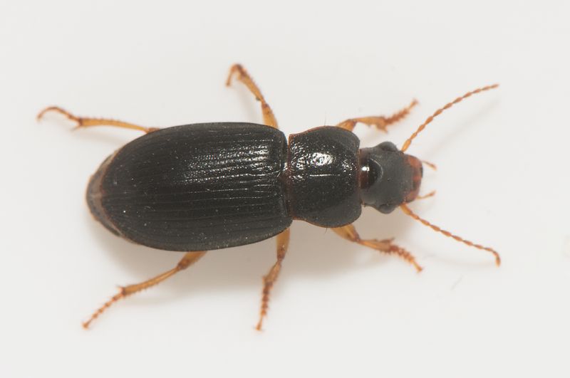 Varbergs fstning Halland 15.8-22