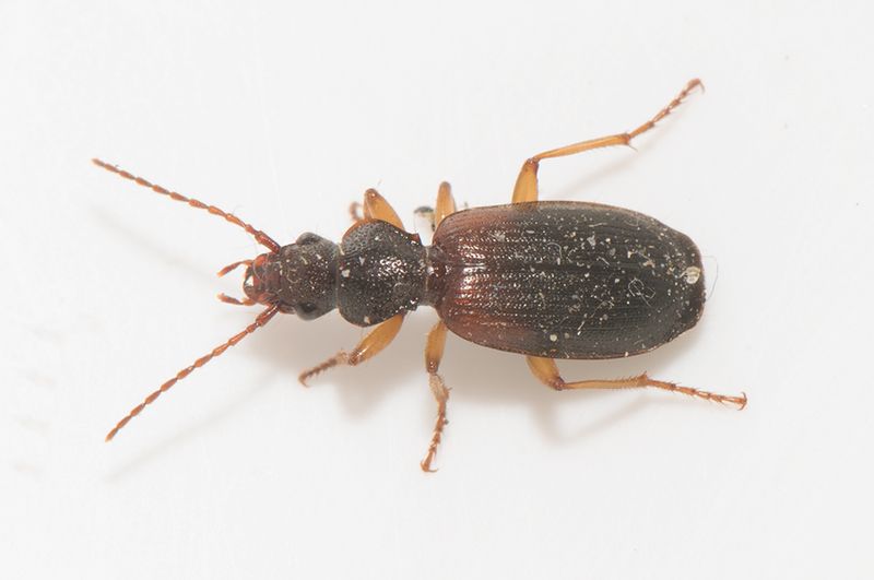 Haverdal Halland 7.8-22