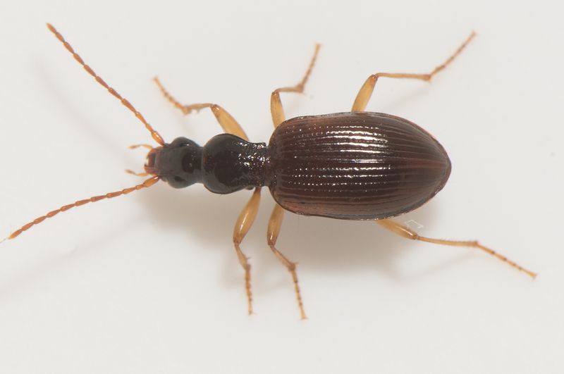 Ottersjn Halland 8.2-22