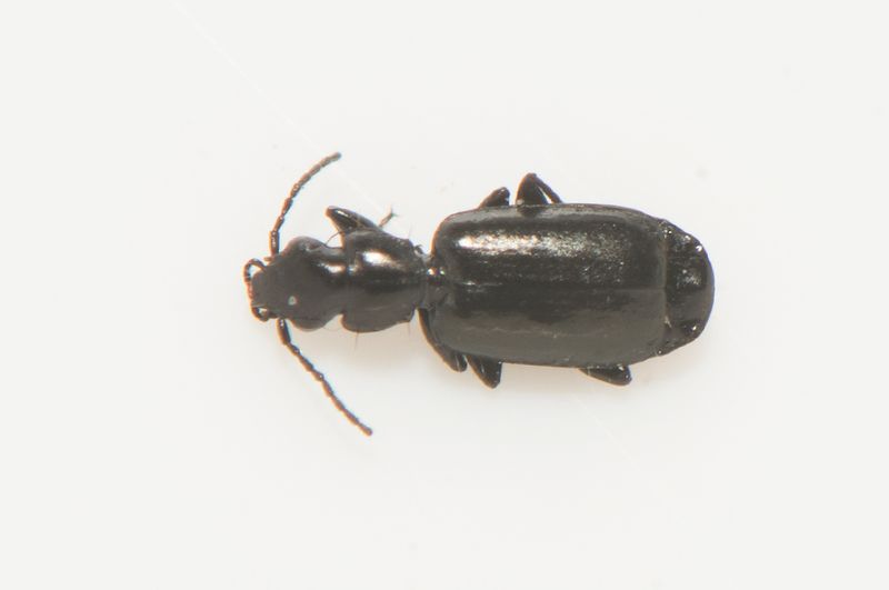 Vombn Skne  25.4-22  3,2mm