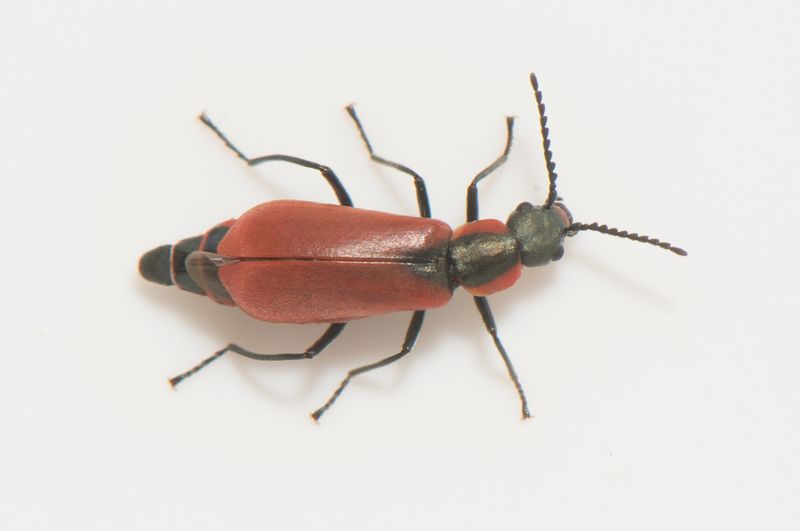 Galtabck Halland 6.9-22