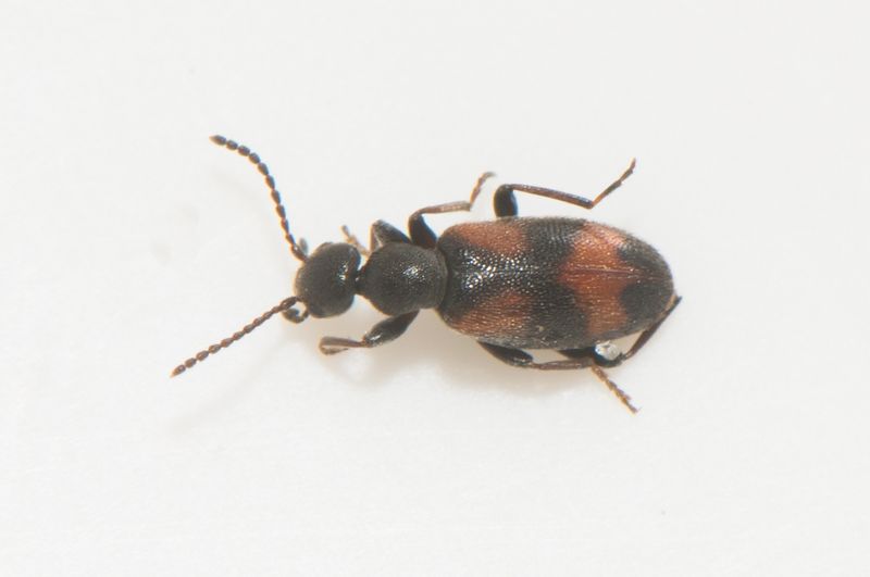 Sundvik Skne 25.4-22