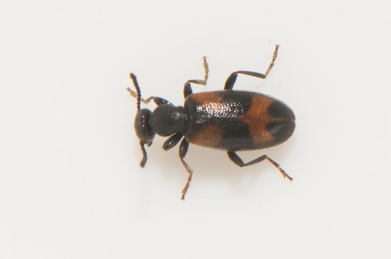 Skrs udde Halland 25.1-22