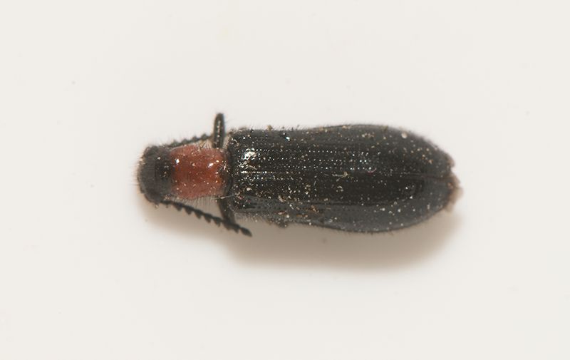 rups almskog Skne 11.6-23
