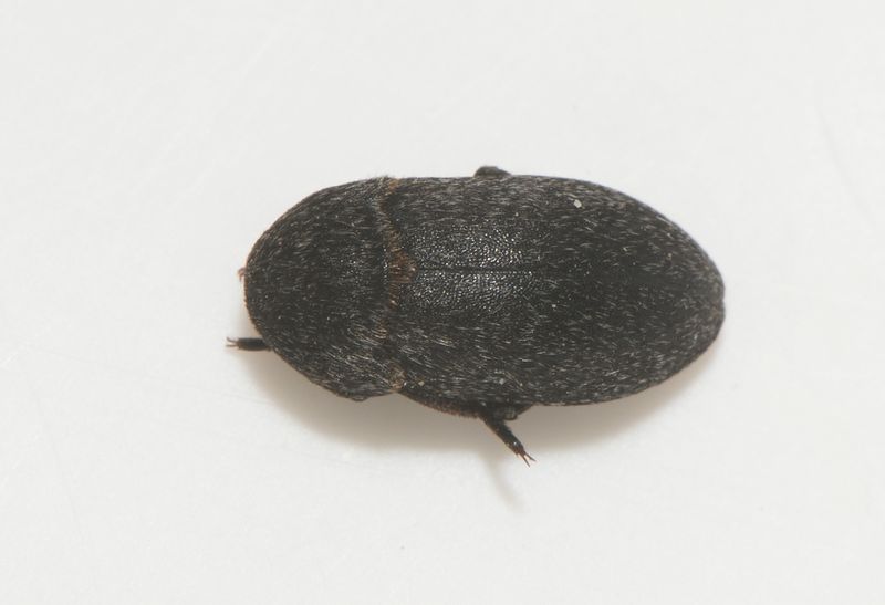 Vombdammarna Skne 22.4-22 7 mm