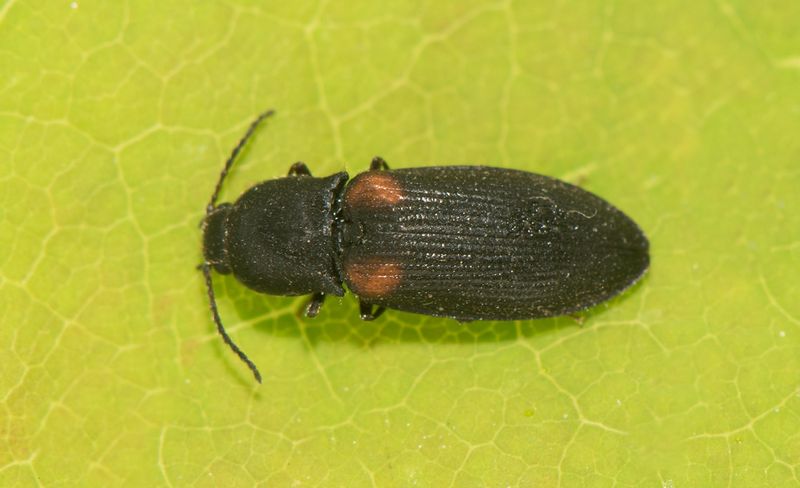 Risarp Halland 14.6-22