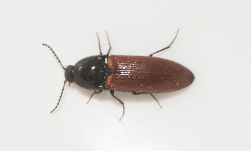 Tjrby Halland 8.5-22