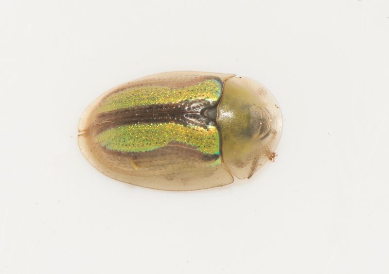 Hamra Halland 22.8-23