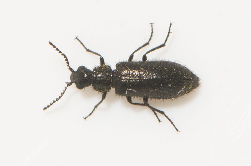 Sbytorp Vstmanland 22.5 23  5 mm