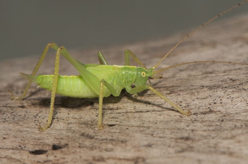 sterngsvgen Halland 18.7-23