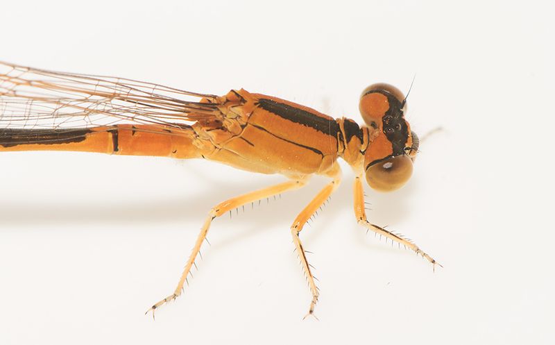 Holmagrde Halland 30.7-23 female