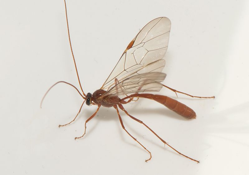 Linders Halland 9.4-23