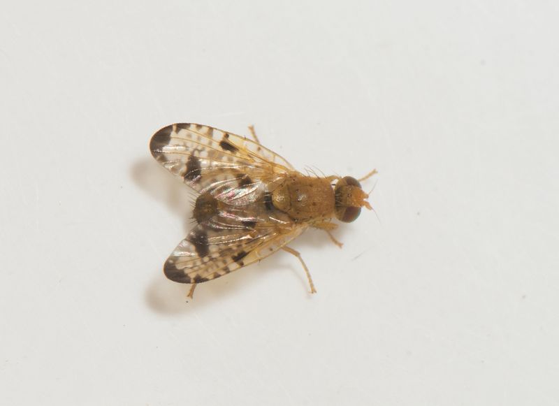 Norra signalen Vstmanland 23.6-23