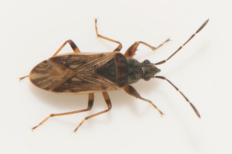 Ambjrnstorp Halland 11.5-23