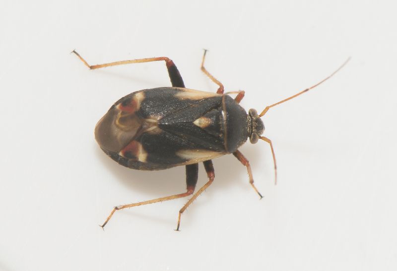 Bsta stllet Halland 25.7-23