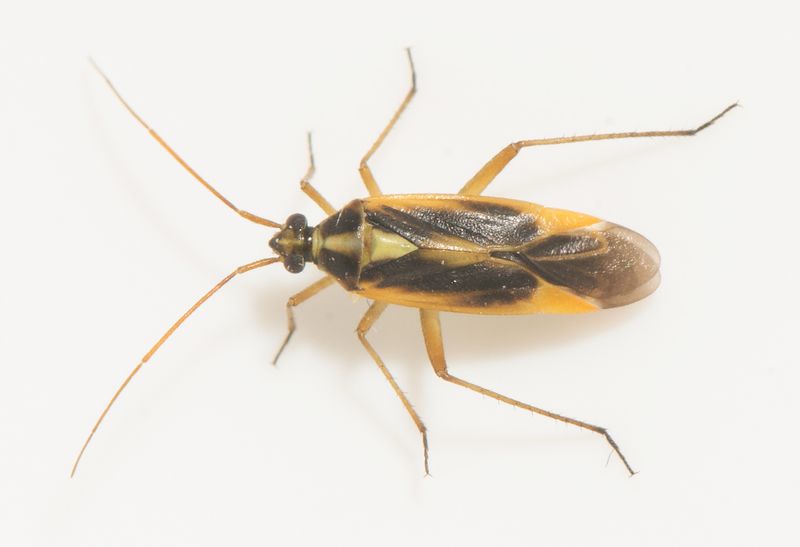 Nackhlle Halland 16.7-23