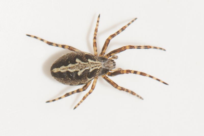 Sbytorp vstmanland 22.5-23