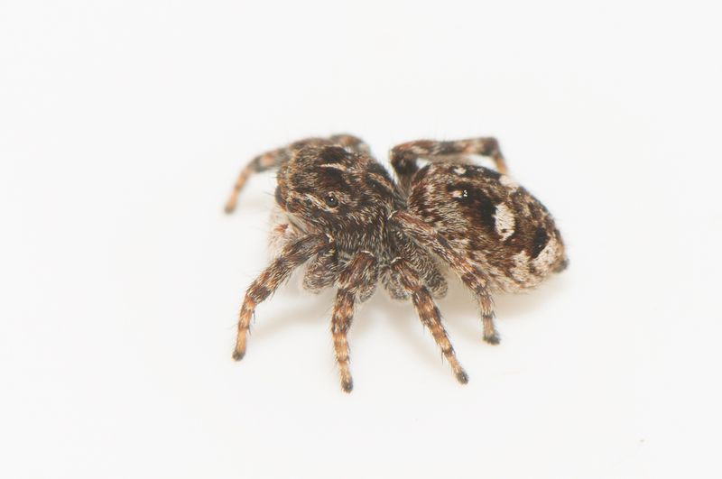 Ambjrnstorp Halland 11.5-23 adult female