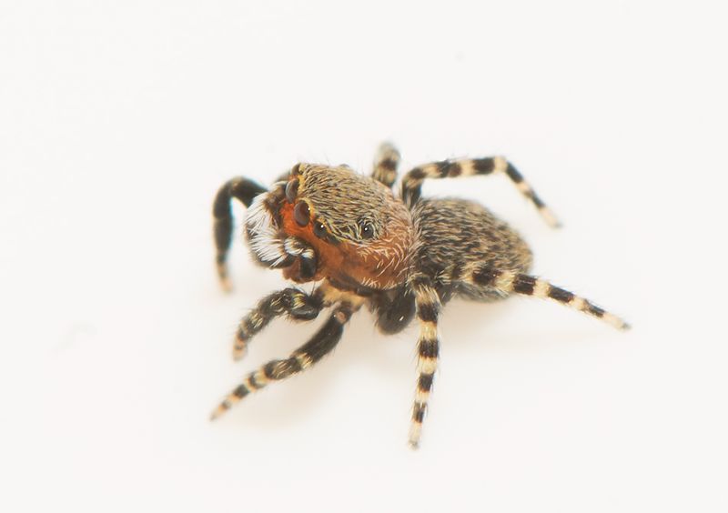 Mosse Angryd Halland 10.5-23 adult male