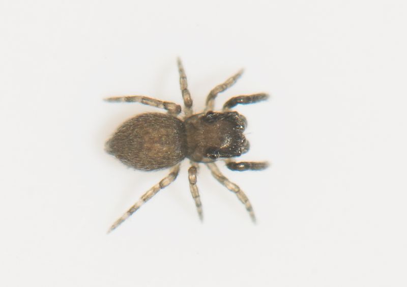 Karums alvar land 8.6-23 adult female