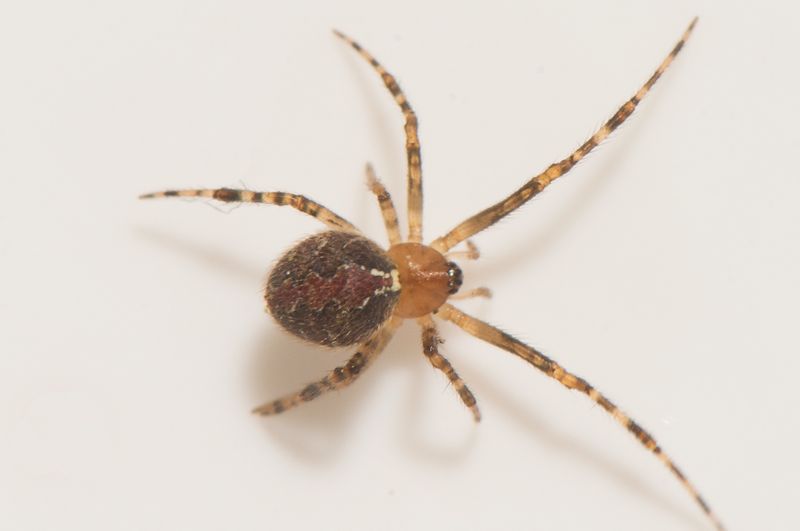 Smrismossen Halland 10.10-22 adult female