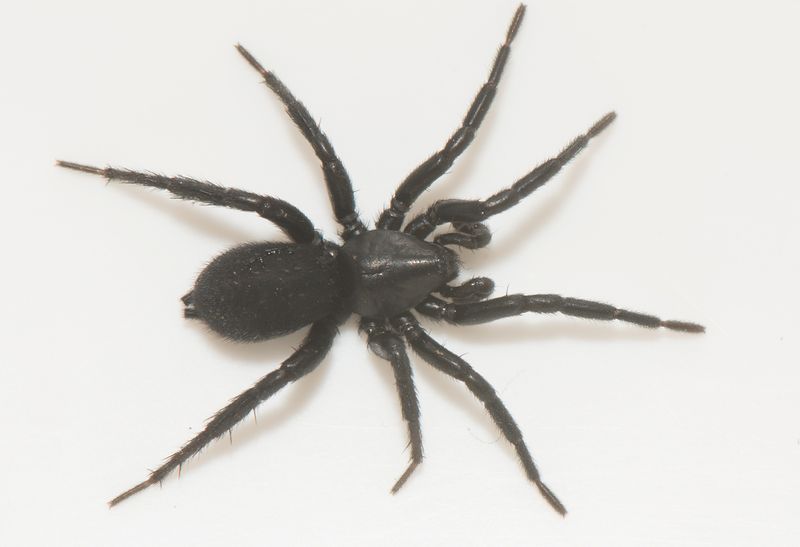 Ambjrnstorp Halland 11.5-23 adult male