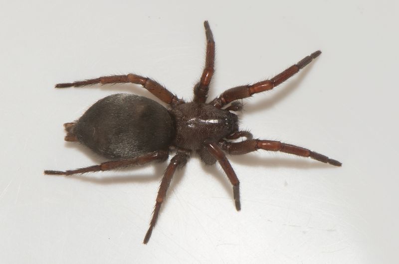 Fjrs brcka Halland 18.6-23 adult female