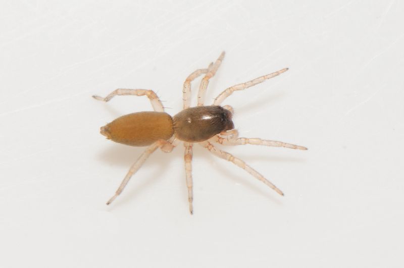 Lderup skne 3.8-23 adult female